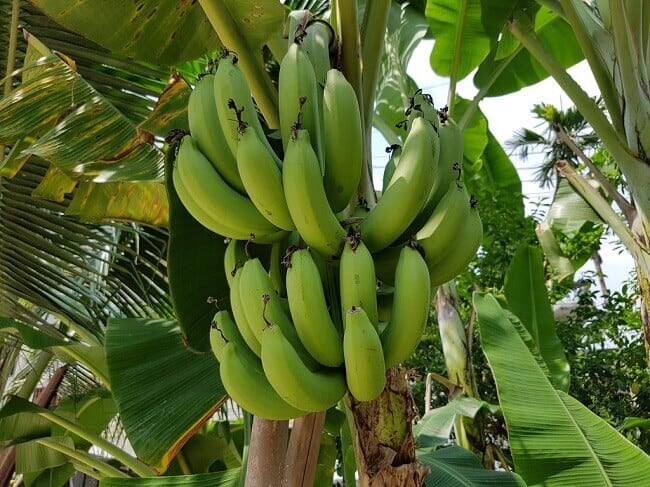 African black soap plantains