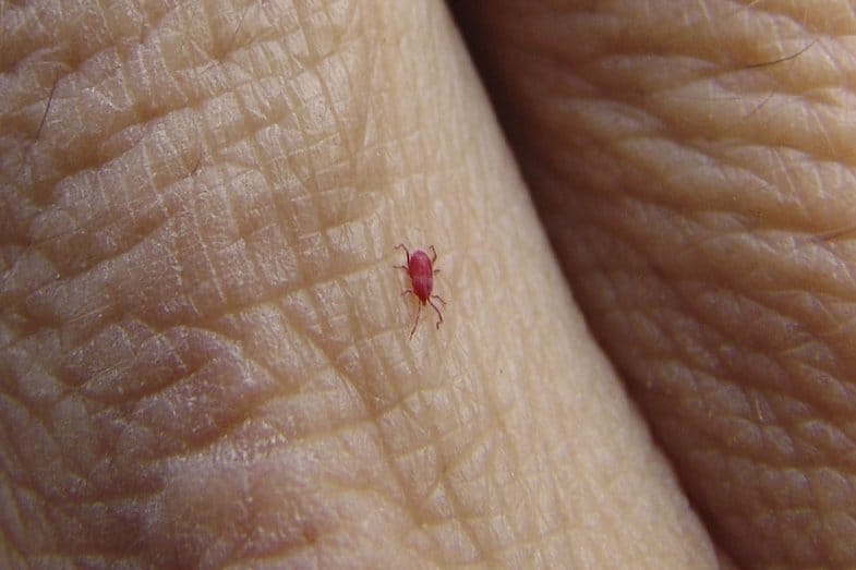 How Long Do Chiggers Live on Your Skin?