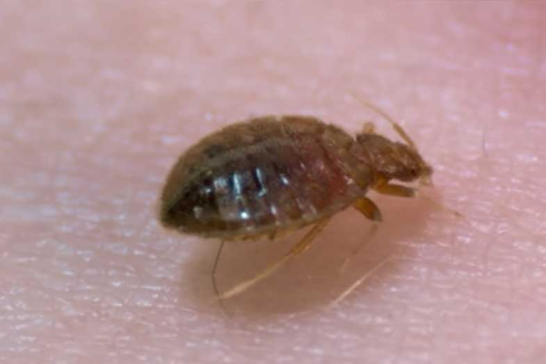 What to Put on the Skin to Prevent Bed Bug Bites?