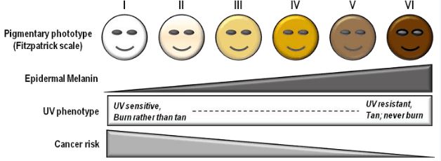 Fitzpatrick Skin Tone Scale