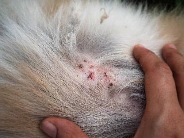 Dog Skin Conditions 12 Examples With Pictures Skin Care Geeks