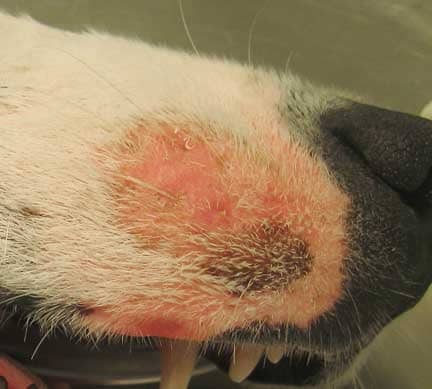 Skin Lesions On Dogs