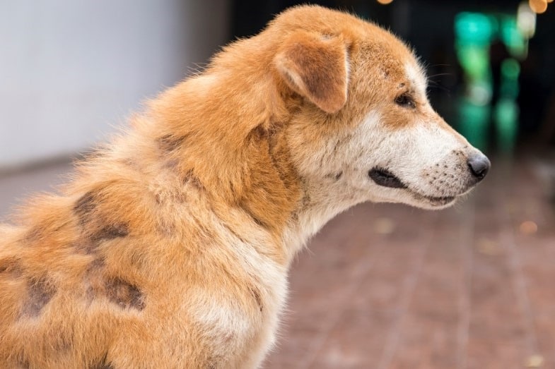 Dog Skin Conditions (12 Examples With Pictures) | Skin Care Geeks