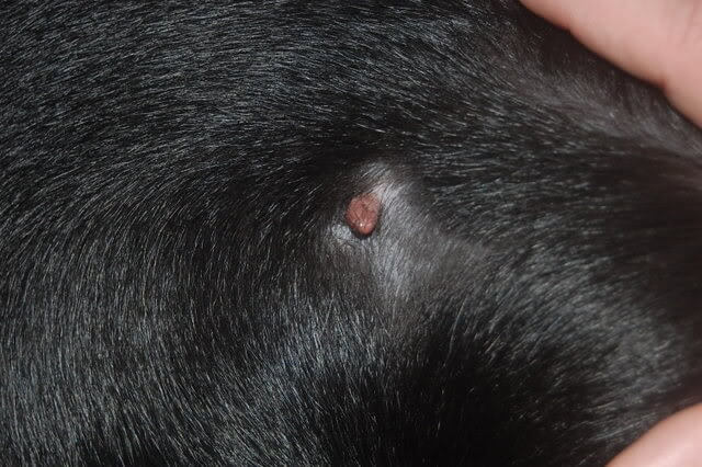 small skin tag on dog