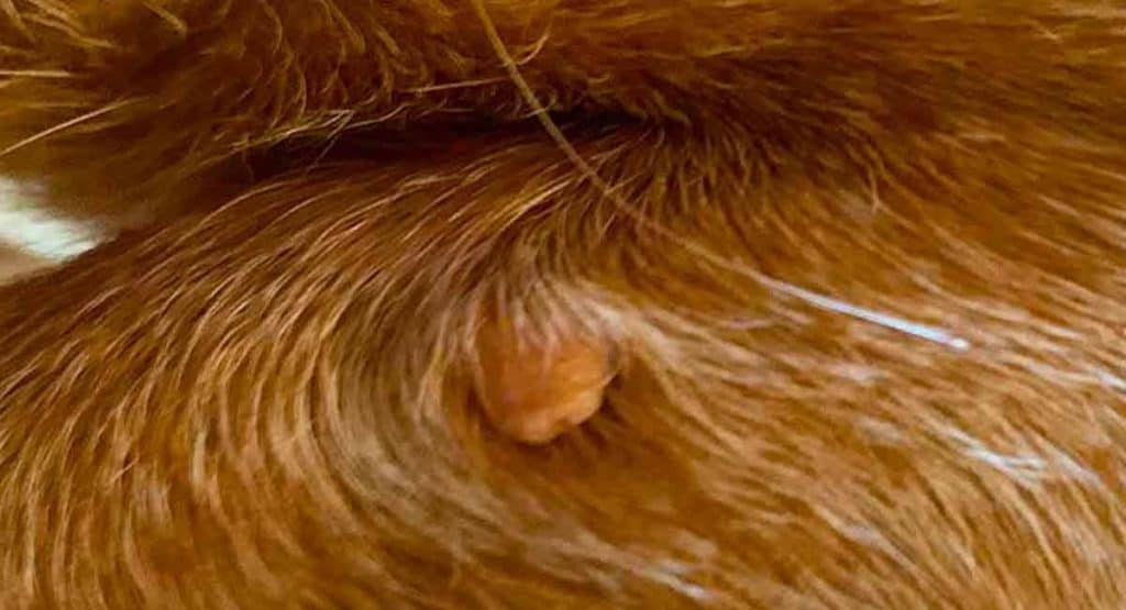 picture of skin tag on dog