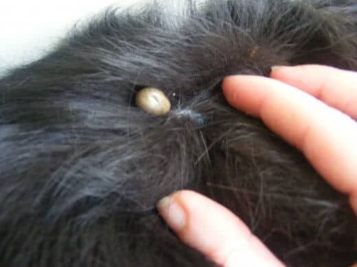 Skin Tags on Dogs - Pictures and Removal Cost | Skin Care Geeks
