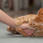Why Do Cat Scratches Itch and Swell?