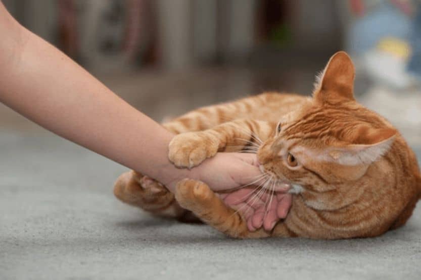 Why Do Cat Scratches Itch and Swell? - Skin Care Geeks