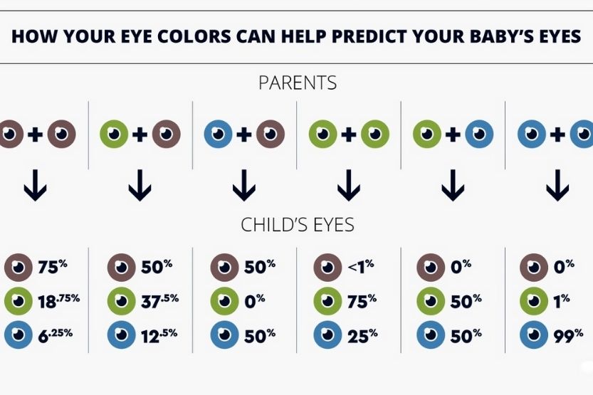 Hazel Eye Color Genetics Chart